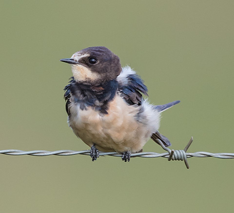 Barn Swallow